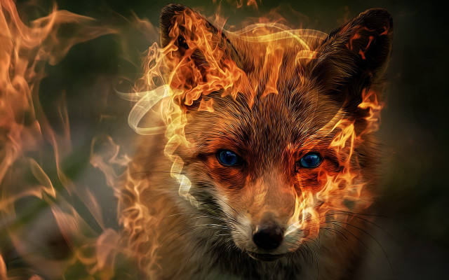 Fox blue eyes flames embers free wallpaper - medium preview image
