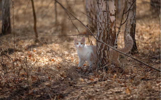 Cat tree forest leaves animals free wallpaper - medium preview image