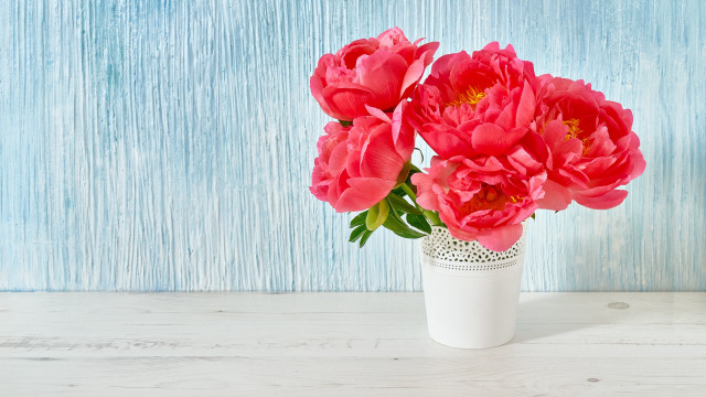 Vase pink flowers table blue free wallpaper - medium preview image