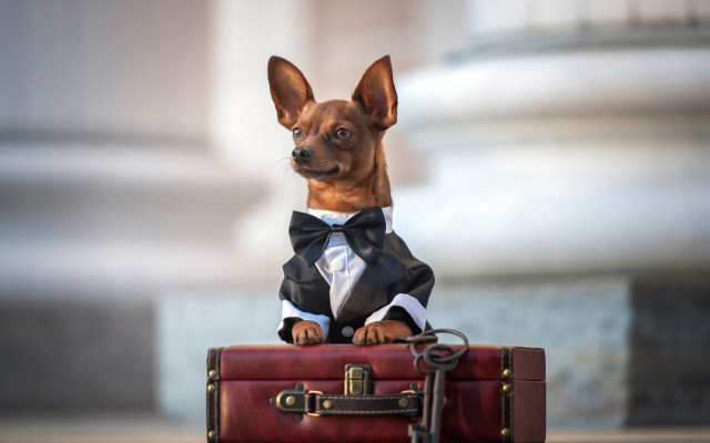 Small dog suit bowtie suitcase free wallpaper - medium preview image