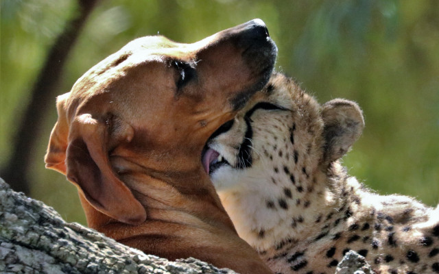 Dog cat playing sun tree free wallpaper - medium preview image