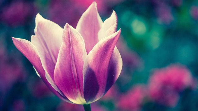 Pink flower macro shallow depth #3 free wallpaper - medium preview image