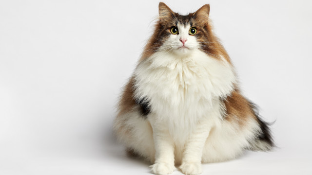Cat brown white black spot free wallpaper - medium preview image