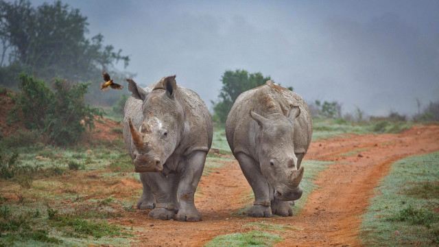 Two rhinos wildlife butterfly dirt free wallpaper - medium preview image