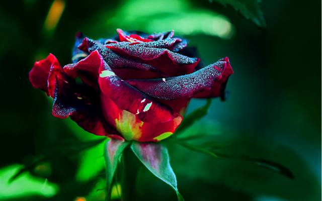 Red rose dew glow gothic free wallpaper - medium preview image