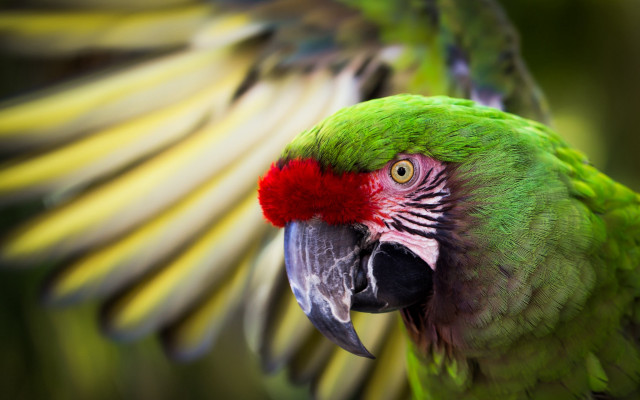 Green parrot red head wings free wallpaper - medium preview image