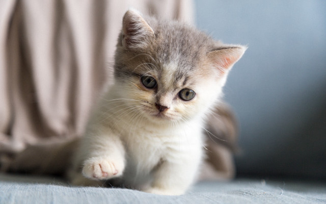 Sad kitten couch looking camera free wallpaper - medium preview image