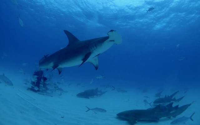 Shark diver fish ocean underwater free wallpaper - medium preview image