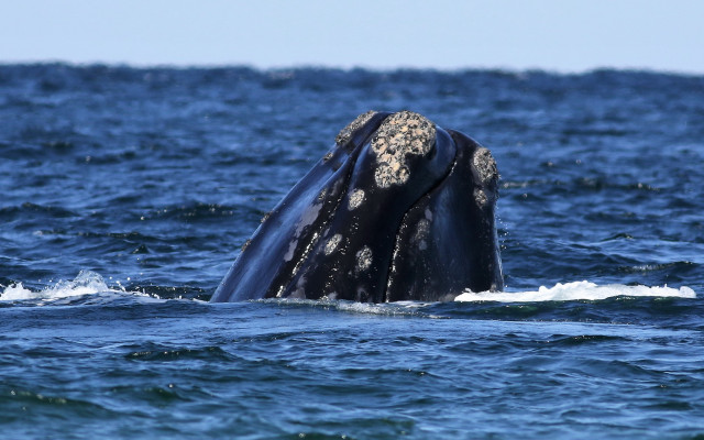 Whale ocean open mouth detailed free wallpaper - medium preview image
