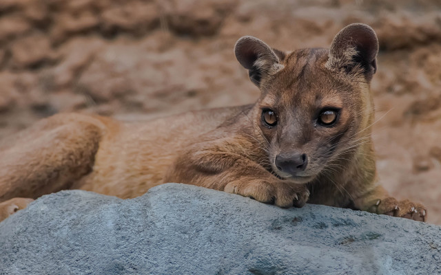 Small animal sitting rock sad free wallpaper - medium preview image