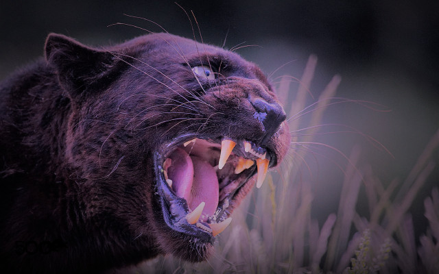 Black cat open mouth sharp #2 free wallpaper - medium preview image