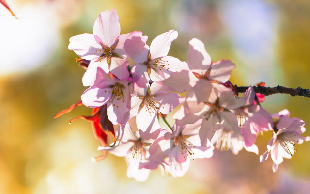 Tree branch pink flowers humming free wallpaper - medium preview image