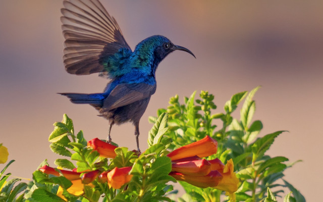 Blue bird long tail wings free wallpaper - medium preview image