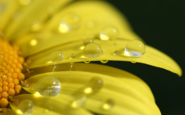Yellow flower water droplets macro #19 free wallpaper - medium preview image