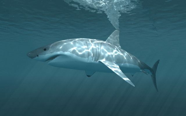 Shark ocean bubbles white shark free wallpaper - medium preview image