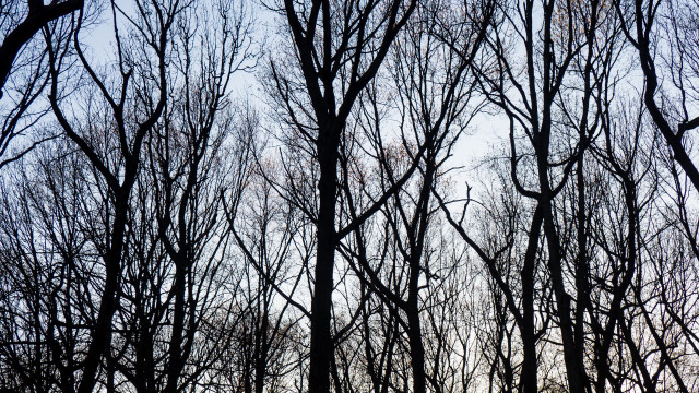 Winter bare trees blue sky free wallpaper - medium preview image