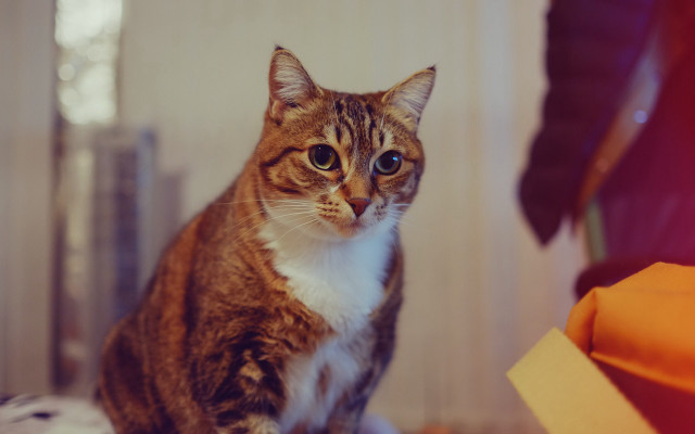 Sad cat on bed photorealistic free wallpaper - medium preview image