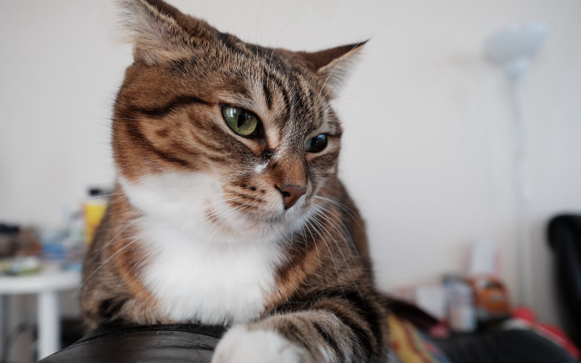Serious cat blackchair 3d blueeyes free wallpaper - medium preview image