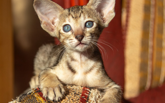 Small kitten blue eyes pillow free wallpaper - medium preview image