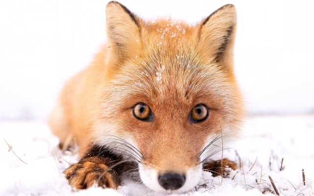 Red fox snow sad eyes free wallpaper - medium preview image