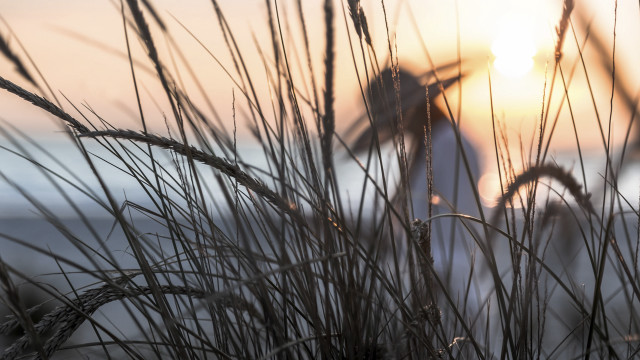 Plant sunset fence tree lens free wallpaper - medium preview image