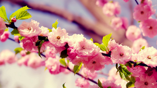 Pink flowers branch blurry background #5 free wallpaper - medium preview image