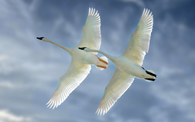 White birds flying cloudy sky free wallpaper - medium preview image