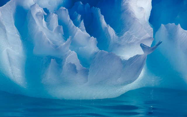 Iceberg bird water ecological matte free wallpaper - medium preview image