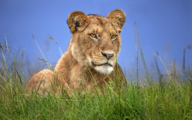 Lion tallgrass blueSky wildlife photography free wallpaper - medium preview image