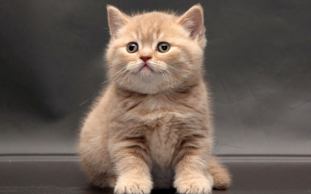 Small kitten sad look camera free wallpaper - medium preview image
