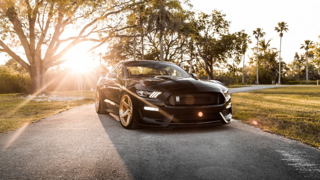 Black mustang cobra hood autumn free wallpaper - medium preview image