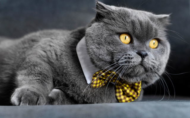 Gray cat yellow bowtie serious free wallpaper - medium preview image