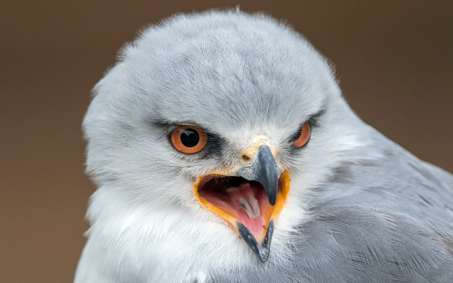 Bird beak orange eyes white free wallpaper - medium preview image