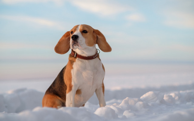 Sad shiba inu snow outdoors free wallpaper - medium preview image
