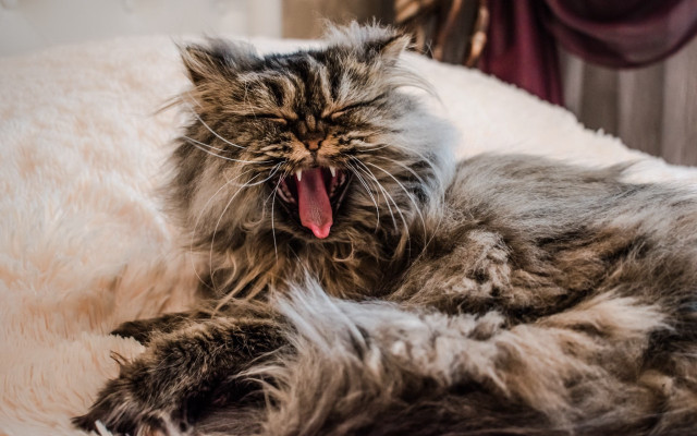 Cat yawning bed renaissance photorealistic free wallpaper - medium preview image