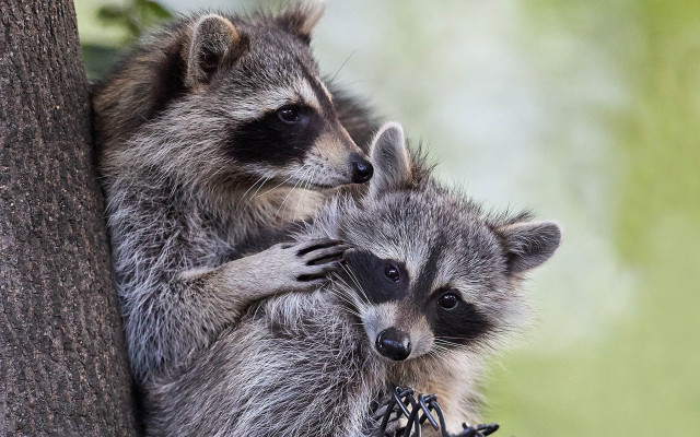 Raccoons hugging tree branch forest free wallpaper - medium preview image