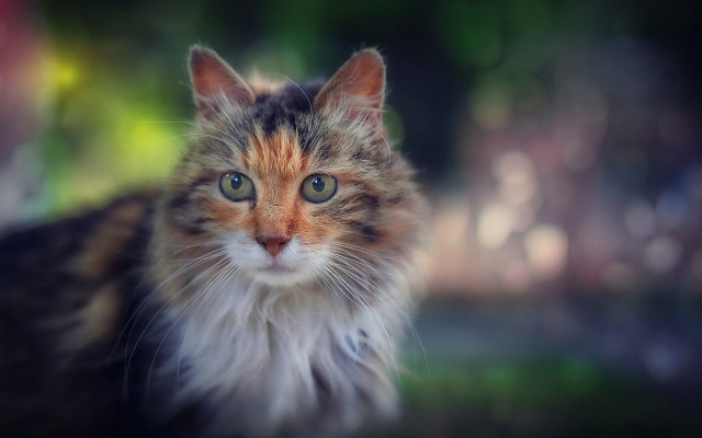 Sad cat blurry background blue free wallpaper - medium preview image