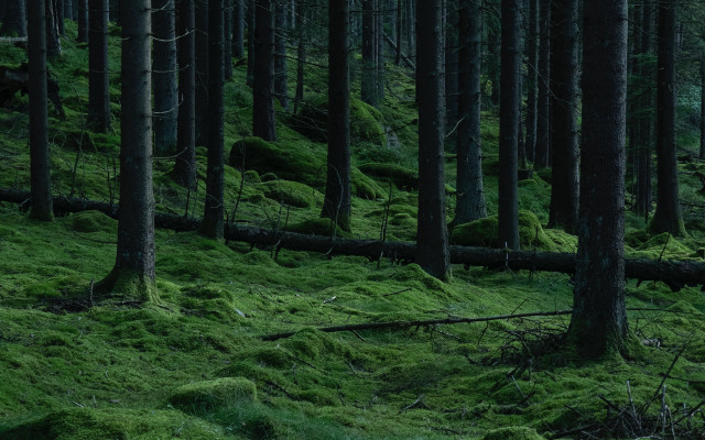 Forest moss green jungle nature free wallpaper - medium preview image