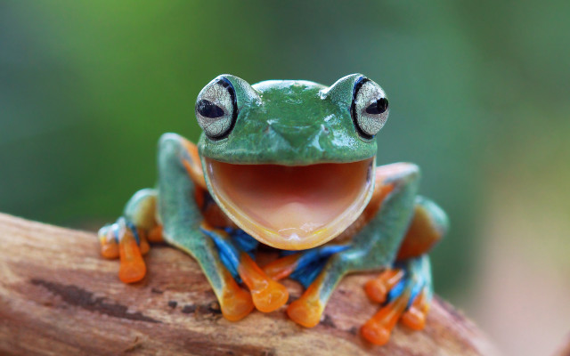 Frog smiling tongue macro award free wallpaper - medium preview image