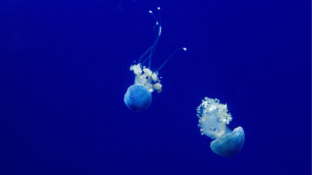 Jellyfish blue ocean bubbles night free wallpaper - medium preview image