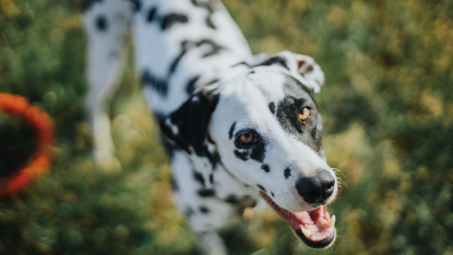 Dalmatian red collar field bokeh free wallpaper - medium preview image