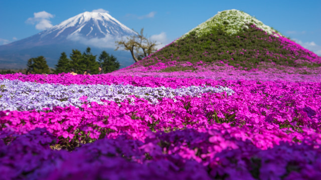 Purple flower field mountain sky free wallpaper for desktop - medium preview image