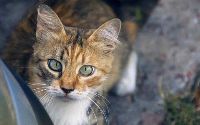 Cat green eyes car window free wallpaper - medium preview image