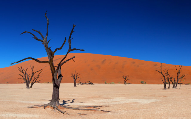 Barren desert dead trees blue #2 free wallpaper - medium preview image