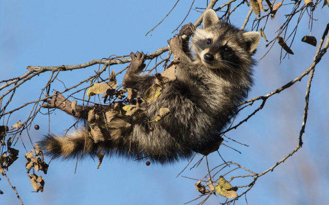 Raccoon climbing tree branch leaves free wallpaper - medium preview image
