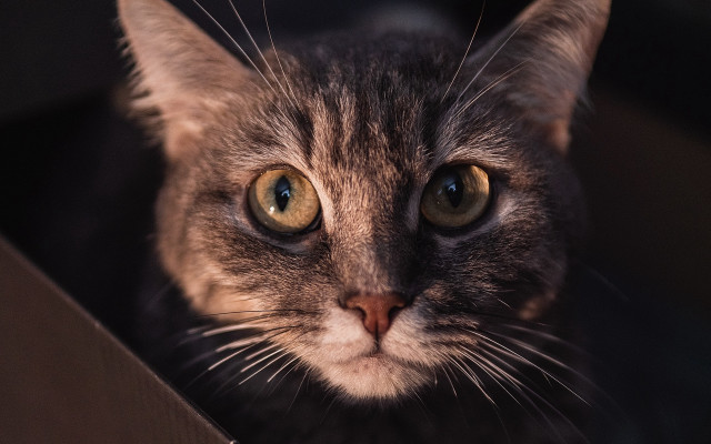 Surprised cat in box futurism free wallpaper - medium preview image