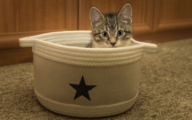 Kitten basket surprised illusion toy free wallpaper - medium preview image