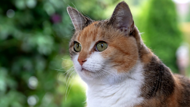 Cat green eyes portrait bokeh free wallpaper - medium preview image