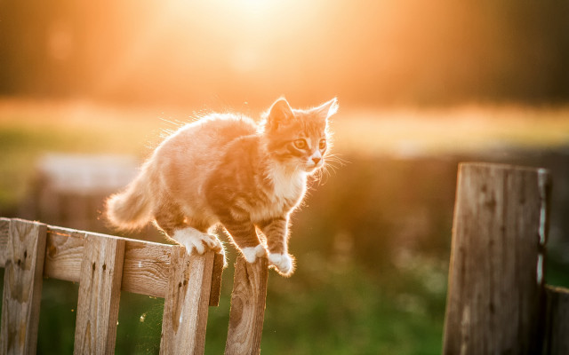 Cat wooden fence bright light free wallpaper - medium preview image