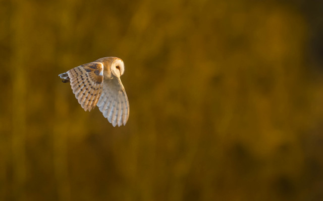 Bird flying blurry background tiltshift free wallpaper - medium preview image